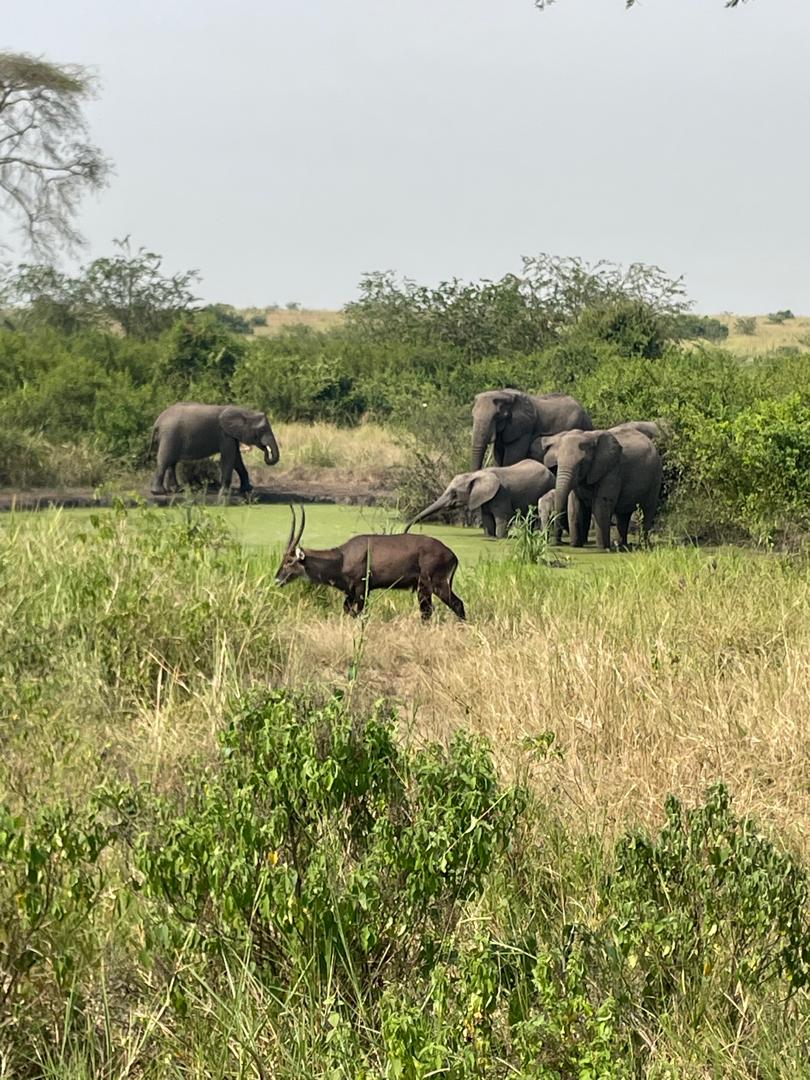 Nature walk with elephants and wildlife